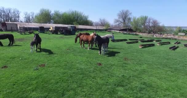 Cavalos pastam em uma pequena fazenda — Vídeo de Stock