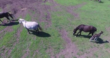 atları küçük bir çiftlikte otlatmak