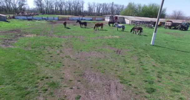 Cavalos pastam em uma pequena fazenda — Vídeo de Stock