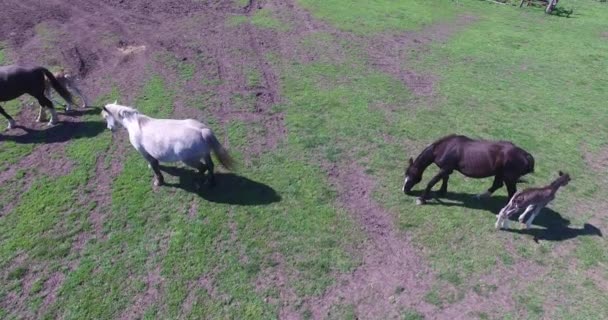 Cavalos pastam em uma pequena fazenda — Vídeo de Stock