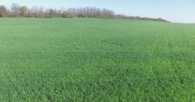 Buğday baharda püskürtme traktör püskürtücü.