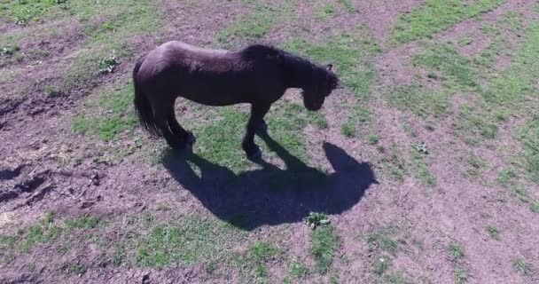 Άλογα που βόσκουν σε ένα μικρό αγρόκτημα — Αρχείο Βίντεο