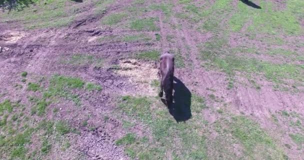 Horses graze on a small farm — Stock Video