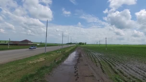 Campo de girasol verde paisaje rural — Vídeo de stock