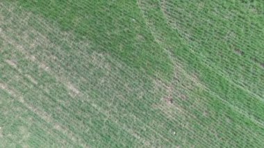 Bir yeşil tarım alanı