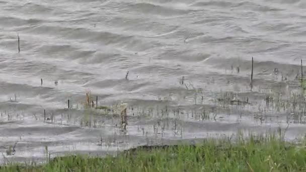 Wetlands in agriculture after heavy rain in the spring. Russie . — Video