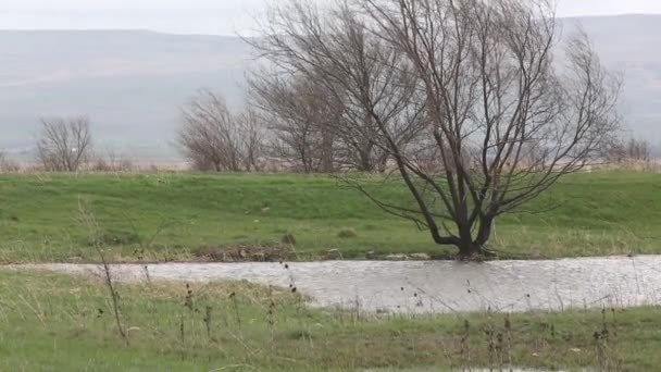 Mokradła w rolnictwie po ulewnym deszczu na wiosnę. Rosja. — Wideo stockowe