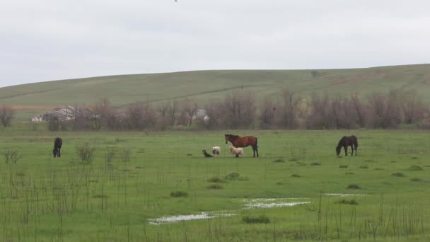 Animaux de compagnie broutent dans le champ de printemps .