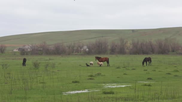 Kedvtelésből tartott állatok legelnek a tavaszi mező. — Stock videók