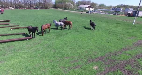 Caballos pastan en una pequeña granja — Vídeo de stock