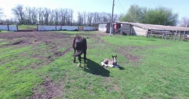 atları küçük bir çiftlikte otlatmak