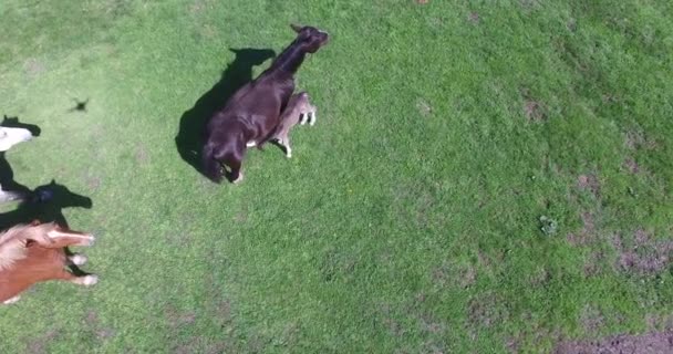 Pferde grasen auf einem kleinen Bauernhof — Stockvideo