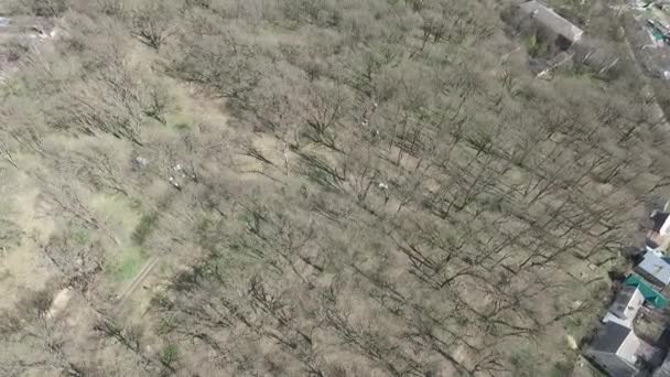 Inizio primavera. Alberi senza foglie. Parco della città di Stavropol. Russia — Video Stock