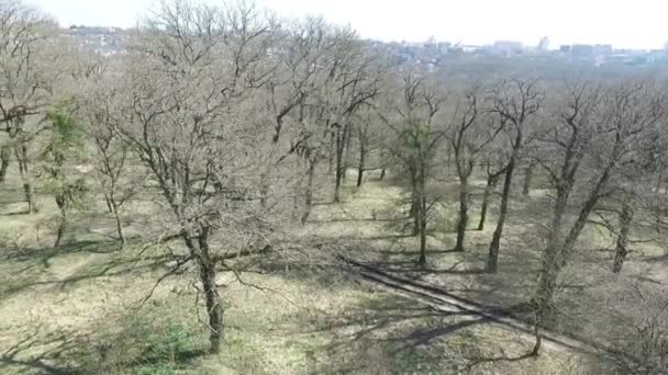 Brzy na jaře. Stromy bez listí. Park od města Stavropol. Rusko — Stock video