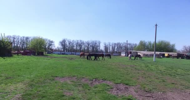 Konie pasą się na małej farmie — Wideo stockowe