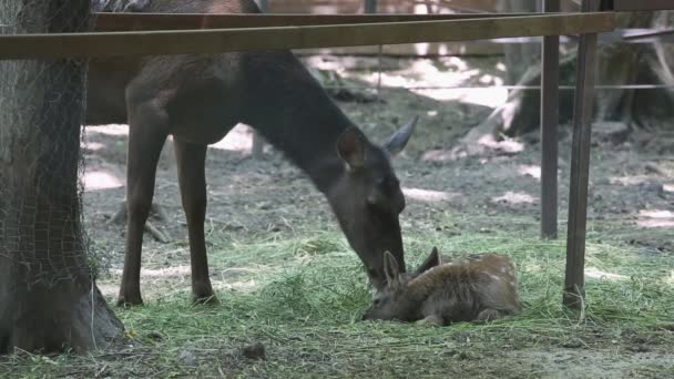 Семья оленей в зоопарке — стоковое видео
