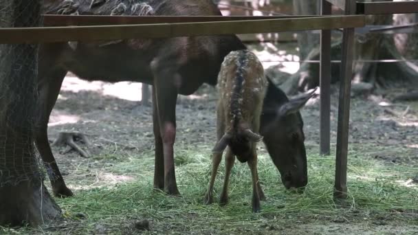 Family of deer in the zoo — Stock Video