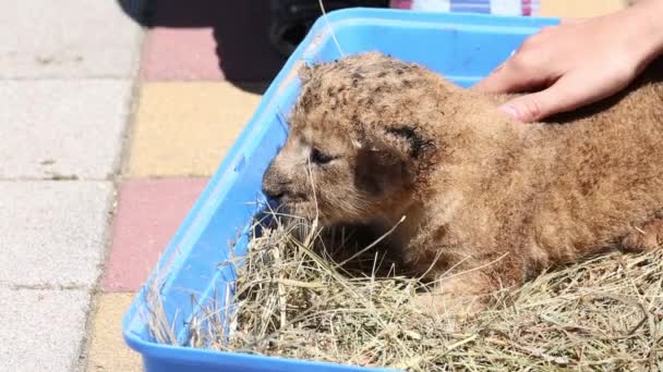 The newborn cub of a lion crawls and looks for his mother. — Stock Video