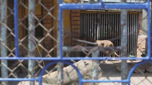 Прекрасний лев з великою красивою гривою, король тварин — стокове відео