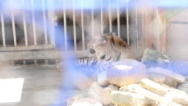 美しいタイガー動物園の檻の中 — ストック動画