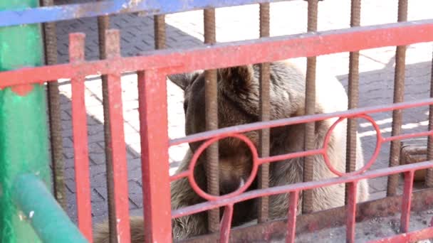 Un hermoso oso pardo en una jaula vive en el zoológico — Vídeo de stock
