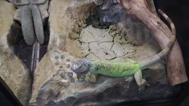 Iguan in the terrarium lives in the zoo — Stock Video