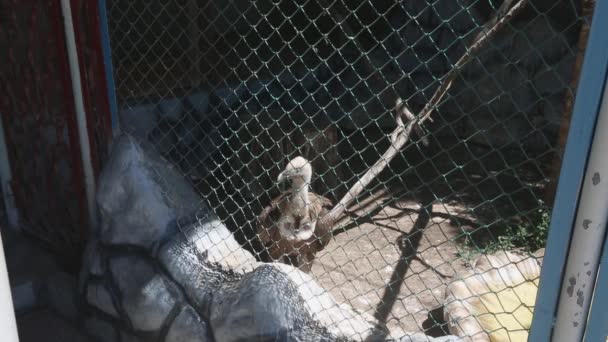 Buitre en la jaula vive en el zoológico — Vídeo de stock