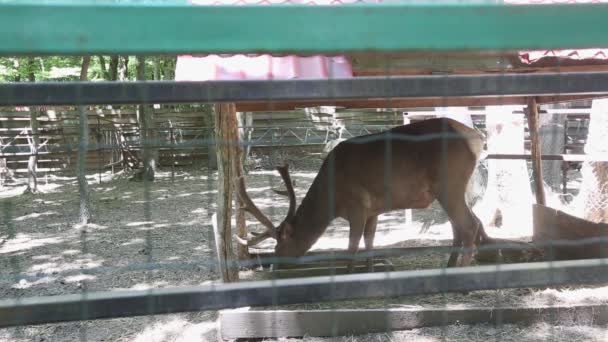 Familia de ciervos en el zoológico — Vídeos de Stock