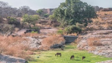 Tapınağı kalıntıları, Ranthambore Fort, Ranthambore Milli Parkı, Rajasthan, Hindistan
