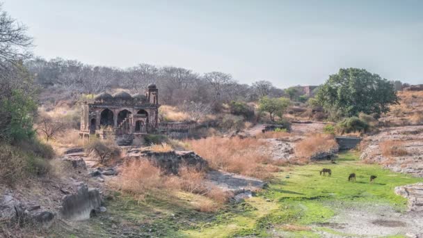 Tempelruinen, ranthambore Fort, ranthambore Nationalpark, Rajasthan, Indien — Stockvideo