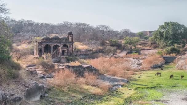 Tapınağı kalıntıları, Ranthambore Fort, Ranthambore Milli Parkı, Rajasthan, Hindistan — Stok video