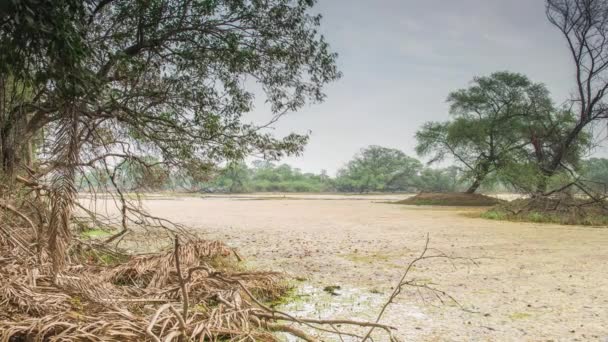 Bellissimo lago nel parco nazionale Keolado, India — Video Stock