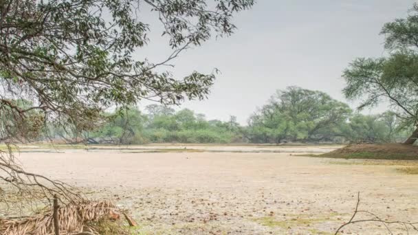 Gyönyörű tó, a keolado nemzeti parkban, india — Stock videók