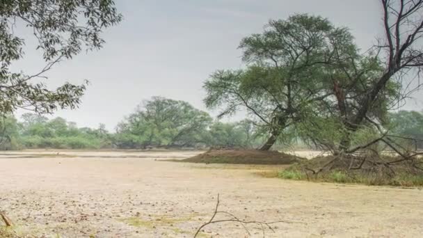 Belo lago no Parque Nacional Keolado, Índia — Vídeo de Stock