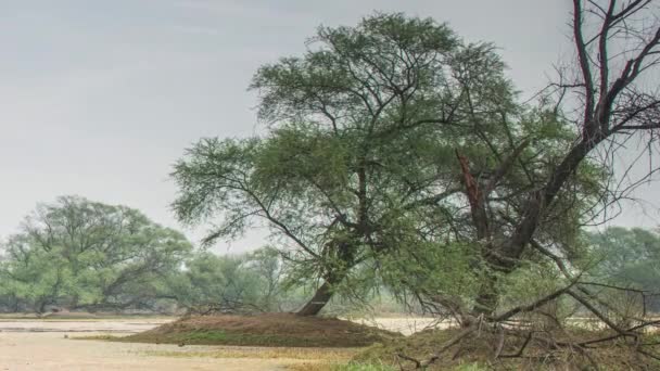 Keolado 국립 공원, 인도에 아름 다운 호수 — 비디오