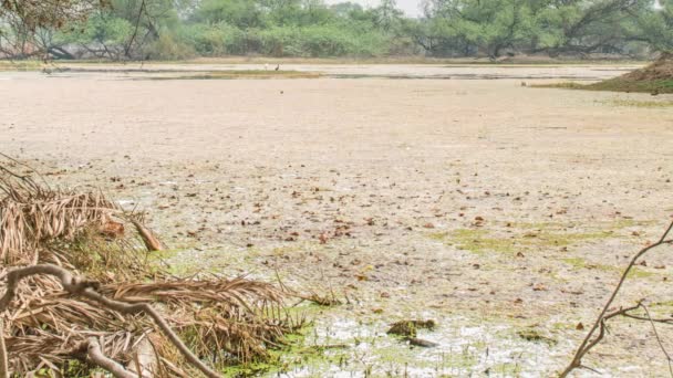 Belo lago no Parque Nacional Keolado, Índia — Vídeo de Stock