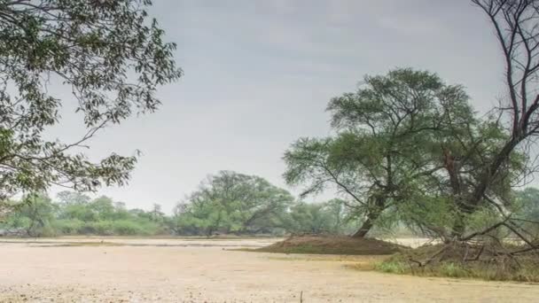 Keolado Milli Parkı, Hindistan'ın güzel göle — Stok video