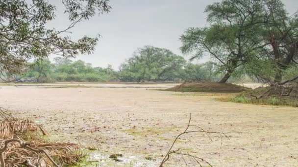Keolado 국립 공원, 인도에 아름 다운 호수 — 비디오