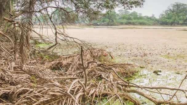 Krásné jezero v keolado národním parku, Indie — Stock video