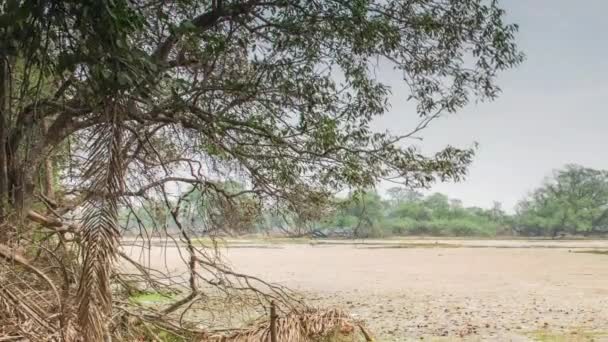 Belo lago no Parque Nacional Keolado, Índia — Vídeo de Stock