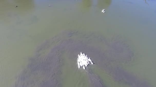 Lago con cisnes y patos en el agua — Vídeo de stock