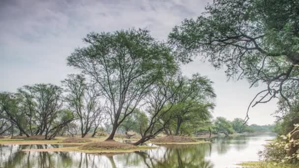 Beautiful lake in the Keolado National Park, India — Stock Video