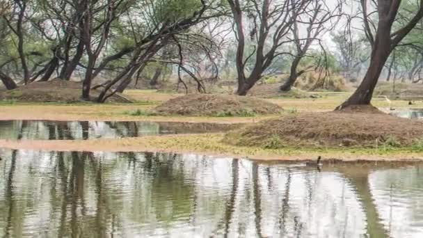 Belo lago no Parque Nacional Keolado, Índia — Vídeo de Stock