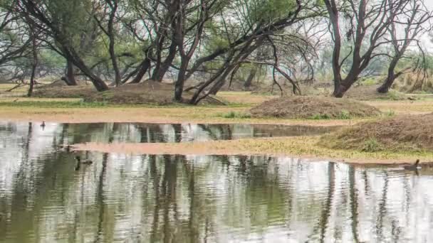 Hermoso lago en el Parque Nacional Keolado, India — Vídeo de stock