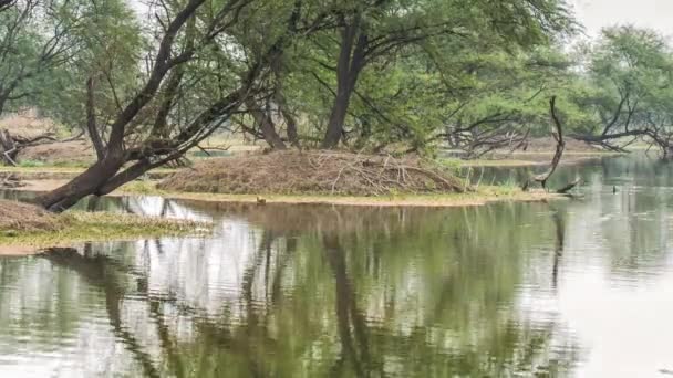 Prachtig meer in het keolado national park, india — Stockvideo