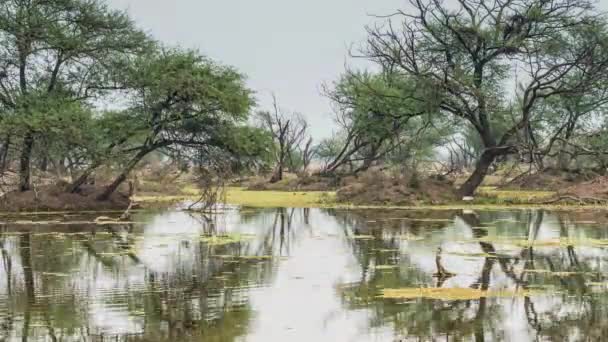 Parque Nacional Keoladeo Bharatpur Rajasthan India — Vídeo de stock