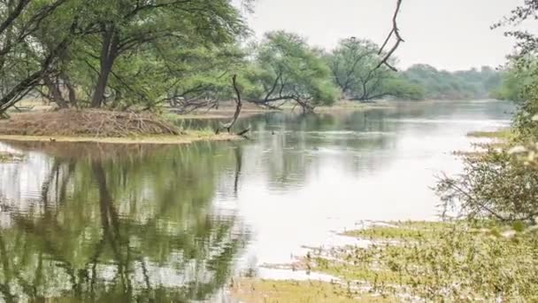 Belo lago no Parque Nacional Keolado, Índia — Vídeo de Stock