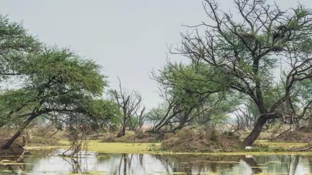 Beautiful lake in the Keolado National Park, India — Stock Video