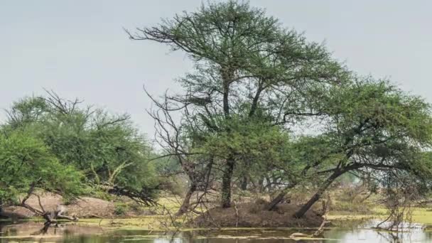 Gyönyörű tó, a keolado nemzeti parkban, india — Stock videók