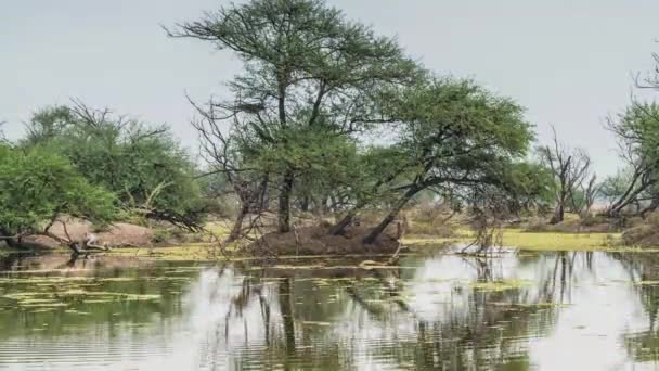 Prachtig meer in het keolado national park, india — Stockvideo